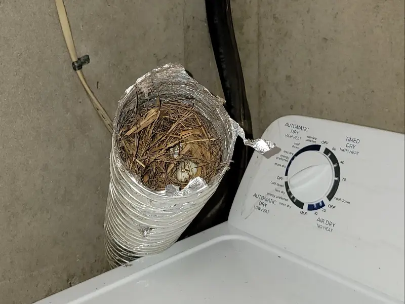 Birds nest in dryer hose